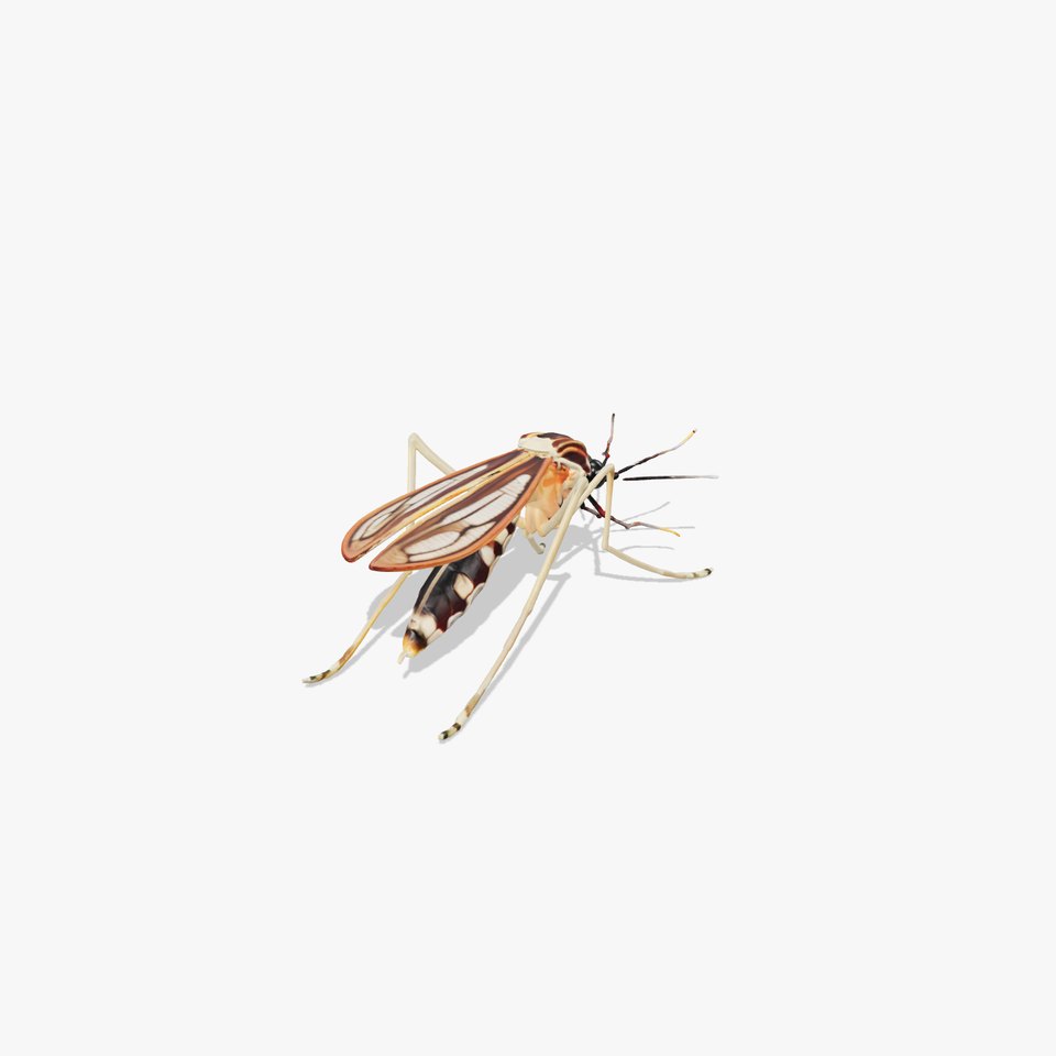 Realistic Mosquito Insect 3D model pack